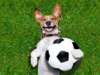 Top 5 Clothing Items to Dress Your Pets Up