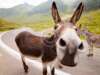 Capture This: Animals & Street Cameras